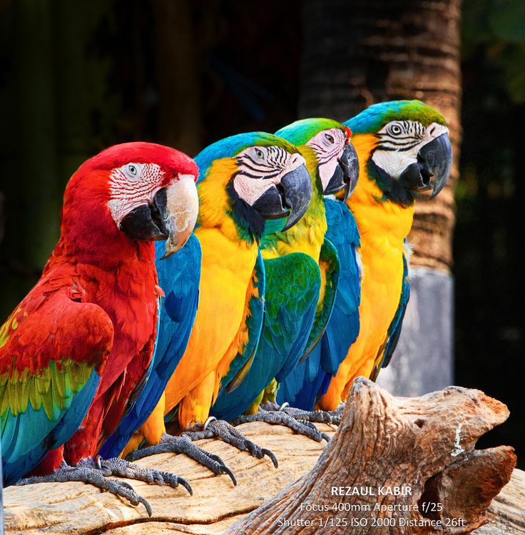 Parrots Example 1 Image