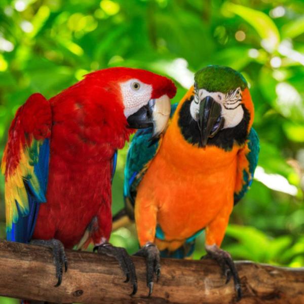 Parrots Example 2 Image